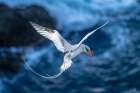 Tobago. Red-billed tropicbird in flight. Art Print